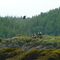 Eagle Rock