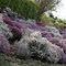 Barbara's Heather