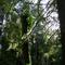Mossy trees