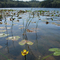 Unusual Waterlily