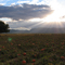 Pumpkin Field