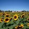 Sunflower Field
