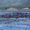 Sea Otters off Maclean Island