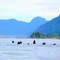 Sea Otters rafting north of Spring Island
