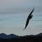 Eagle cruising.
