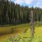 Bog in the Woods 08/23/10