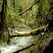 Northwest rainforest...