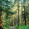 Walk in the Heritage Forest saved from developement by Qualicum Villagers donations!!