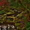 Lush Garden - Milner Gardens