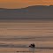 Herring Season - Morning Shift