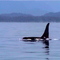 Big Orca