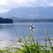 Sailboat