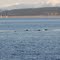 Porpoises South of Cape Mudge.