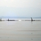 Killer Whales near Lasquiti