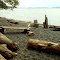 Human and natural "creations" at Shingle Beach...