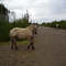 Finlay River Outfitter's Horses