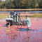 Cranberry Bog, Edaville.