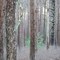 Minot Forest