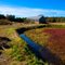 Old Shed on the Bog