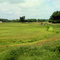 Cranberry Bog - Blackmore Pond Rd. - West Wareham, MA