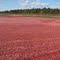 Beautiful shades of red color on the ground . Like a happy painting.