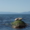 seal on rock