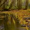 Maple Leaves Along The Stream