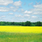 Yellow Prairie Field