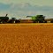 Crop Harvesting Manitoba Fall 2012