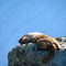 Sleepy Hoary Marmot