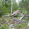 WWII plane in the forest