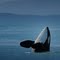 Bill's best picture of orca whale