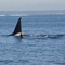 Killer Whales in Strait of Georgia