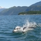 Porpoises in Jez's wake