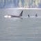 3 Orca in unison