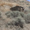 Fraser River Old Miner Cabin