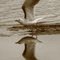 Sea Gull