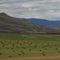 Green field