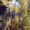 Trembling aspen