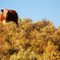 Cow on Mt. Kruger
