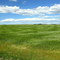 Waves of Grass