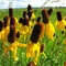Prairie wildflowers