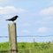 Redwing Blackbird