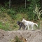 WOLF1