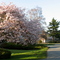 Dennis Crescent (at the West-arm of the horse-shoe)