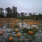 Pumpkin Patch