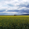 Canola Field