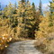 Autumn colours
