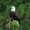King of the Sky