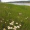 Colourful Green Meadows And Daises On A Beautiful Summer Day On Lake Koocanusa South Of Cranbrook BC Jul '11